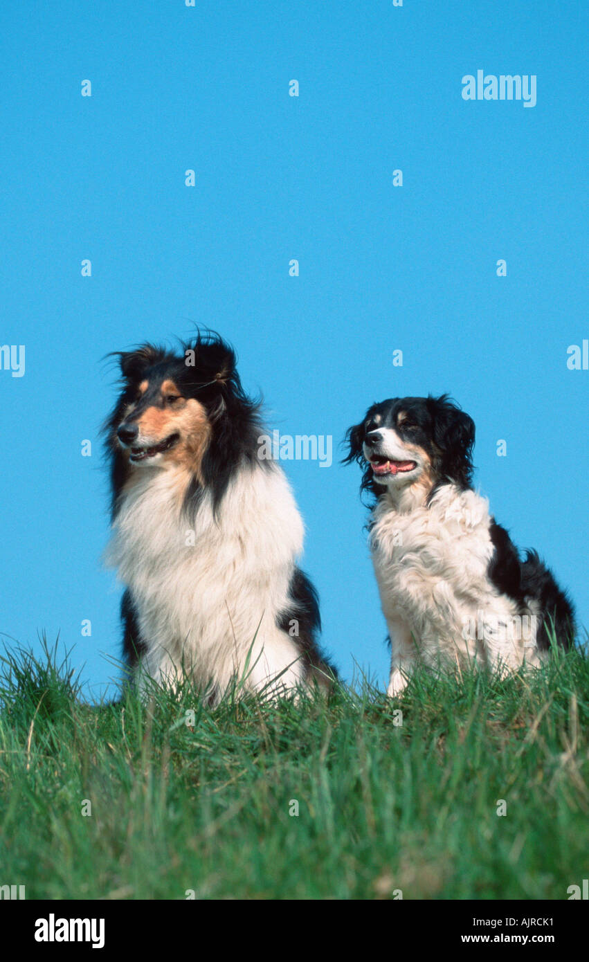 Rough Collie und Mischling Hund Stockfoto