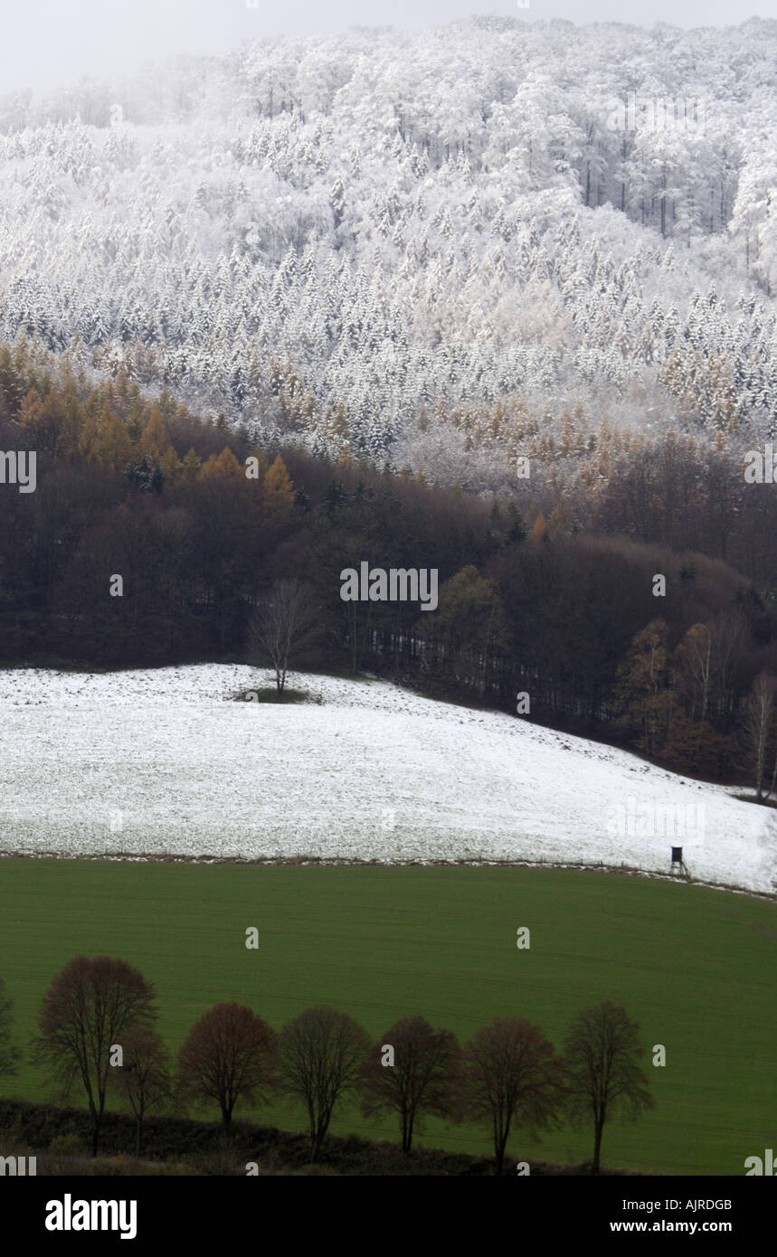 Wald im Winter, zeigt die Schneegrenze Stockfoto