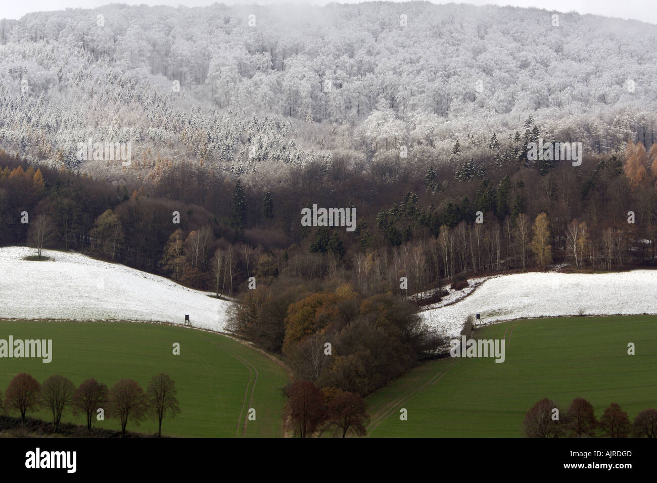 Wald im Winter, zeigt der Schneegrenze, Reinhardswald Niedersachsen, Deutschland Stockfoto