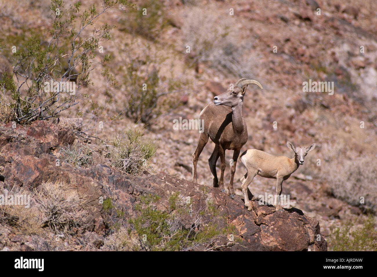 Wüste Bighorn Schafe Mutterschaf mit Lamm (Ovis Canadensis Nelsoni) Stockfoto