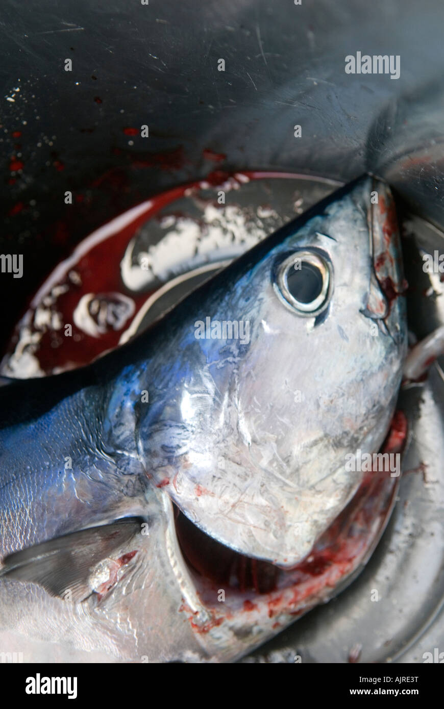 Tote Fische im Eimer hautnah Stockfoto