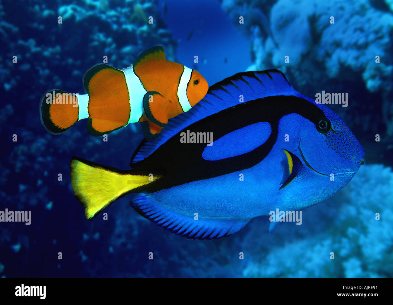 blaue Tang Doktorfisch mit Clownfische (Anemonenfische Stockfoto, Bild ...