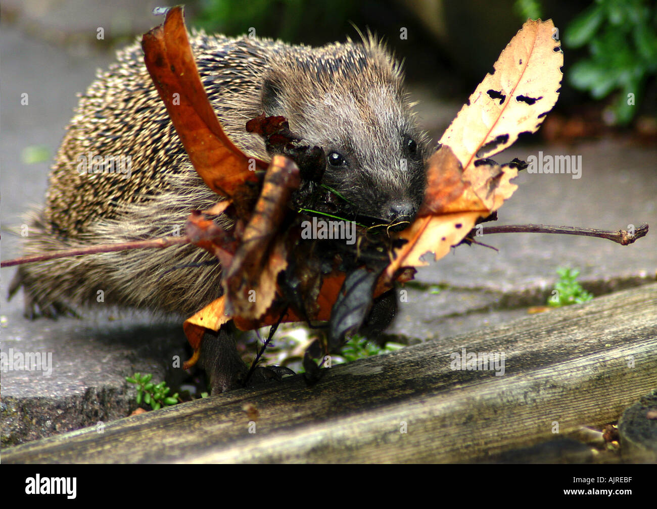 Europäische Igel (Erinaceus Europaeus) sammeln von Herbstlaub Stockfoto