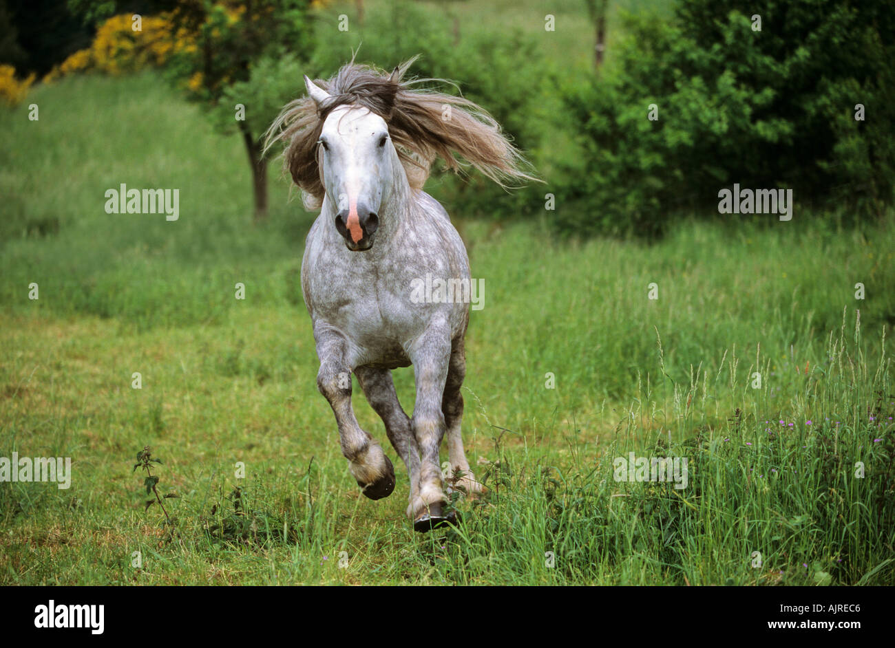 Tschechische Coldblood Pferd - Galopp Stockfoto