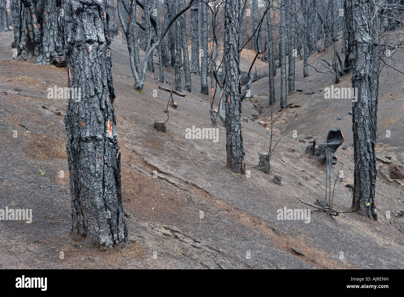 Blick auf eine kanarische Kiefern, die durch einen Waldbrand zerstört wurde. Stockfoto