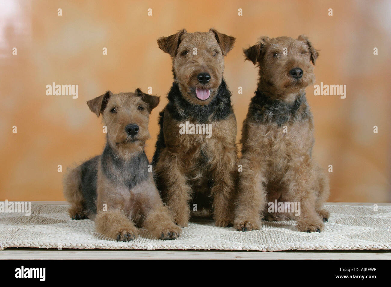 Welsh Terrier Stockfoto