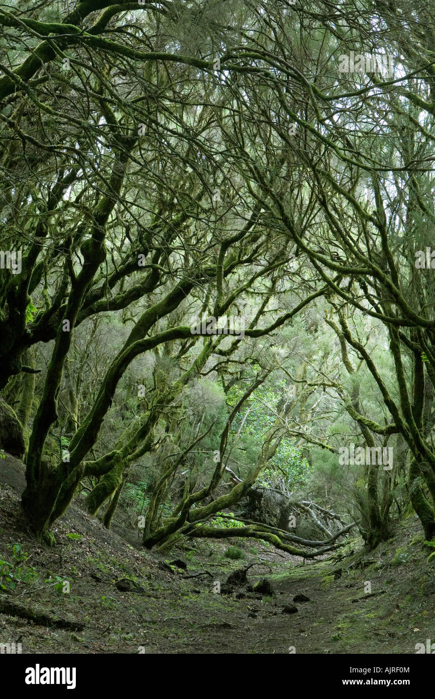 Fayal brezal Fotos und Bildmaterial in hoher Auflösung Alamy