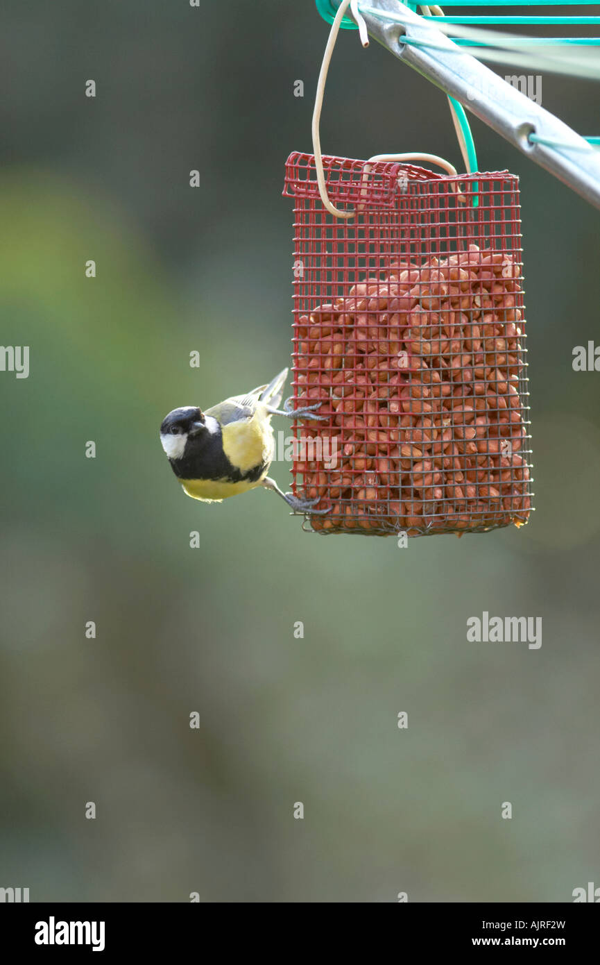 Kohlmeise auf Garten Vogelhäuschen Stockfoto