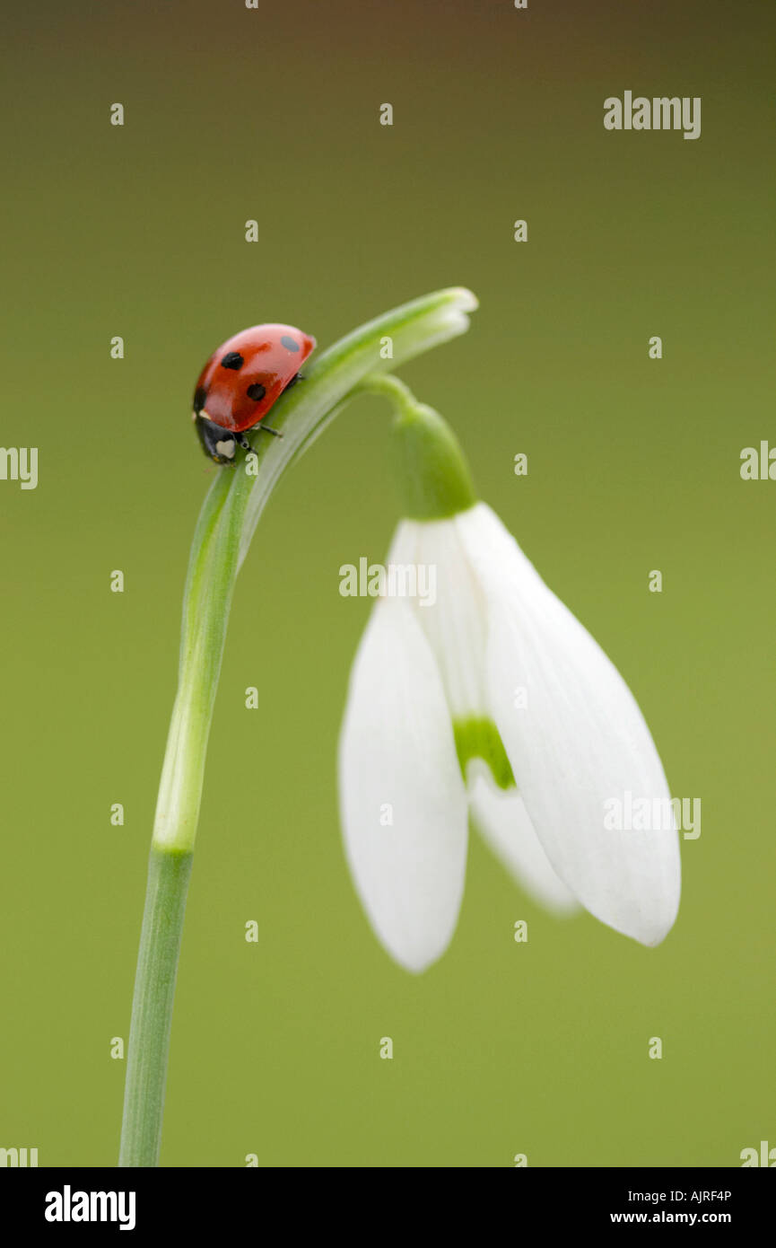 Sieben gefleckten Marienkäfer auf Schneeglöckchen Blume in Essex Garten Stockfoto