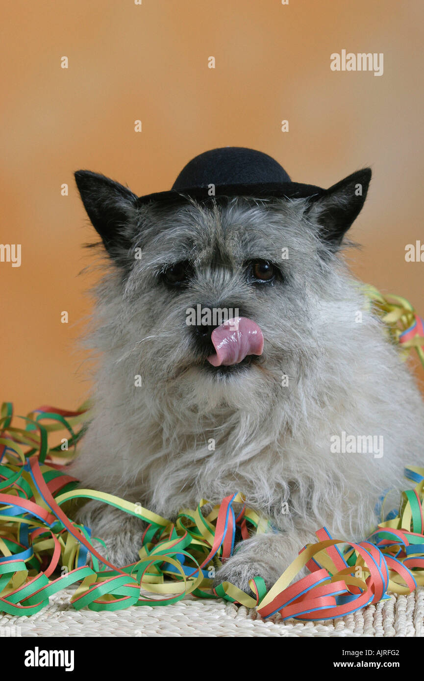 Cairn-Terrier mit Hut und streamer Stockfoto