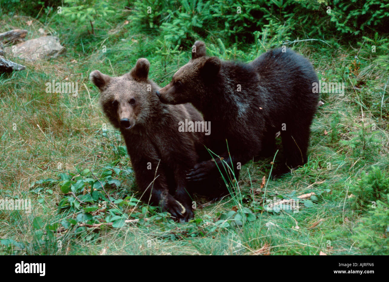 Europäische Braunbären Cubs Ursus arctos Stockfoto