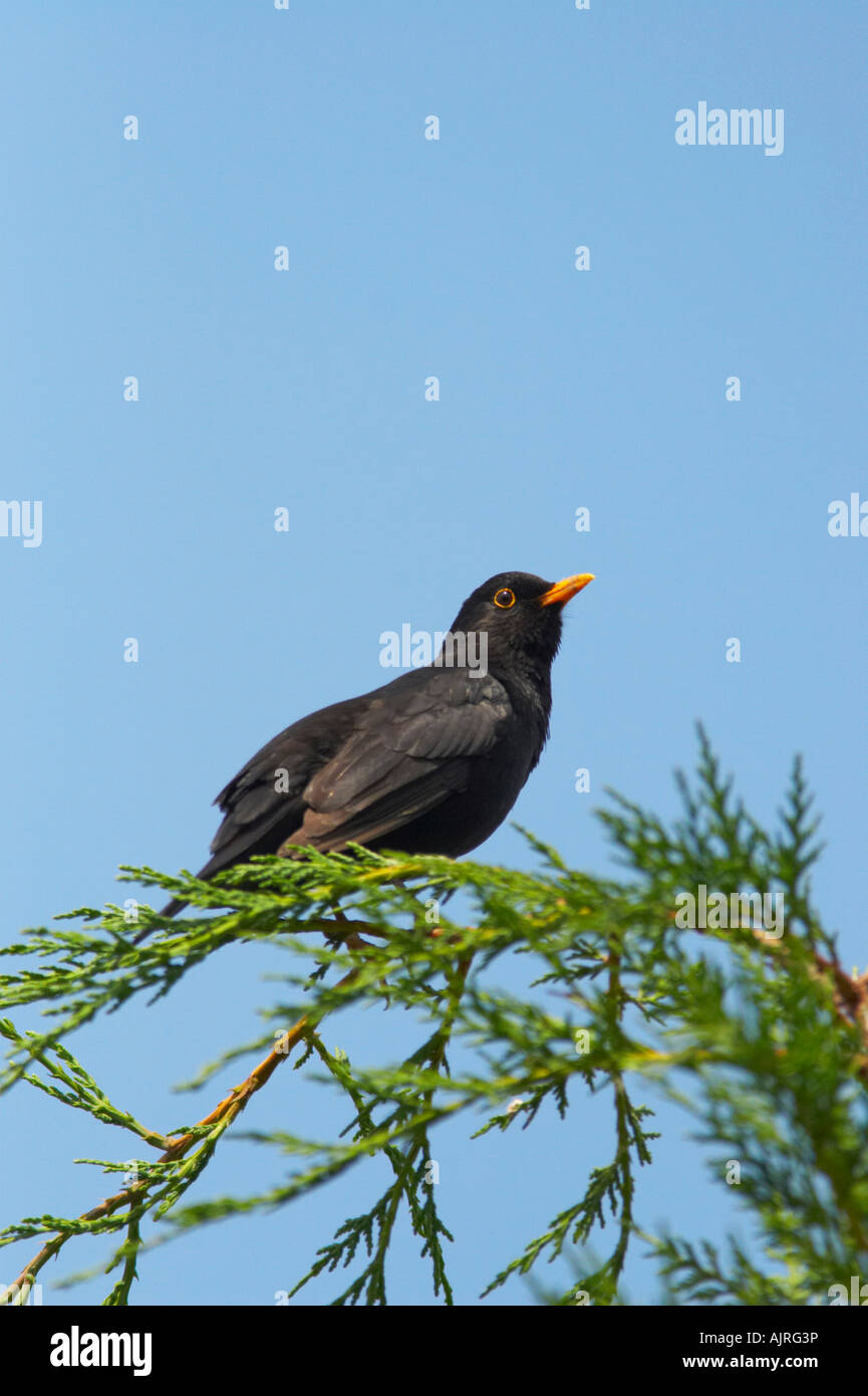 Amsel im Garten singen Barsch, Essex Stockfoto