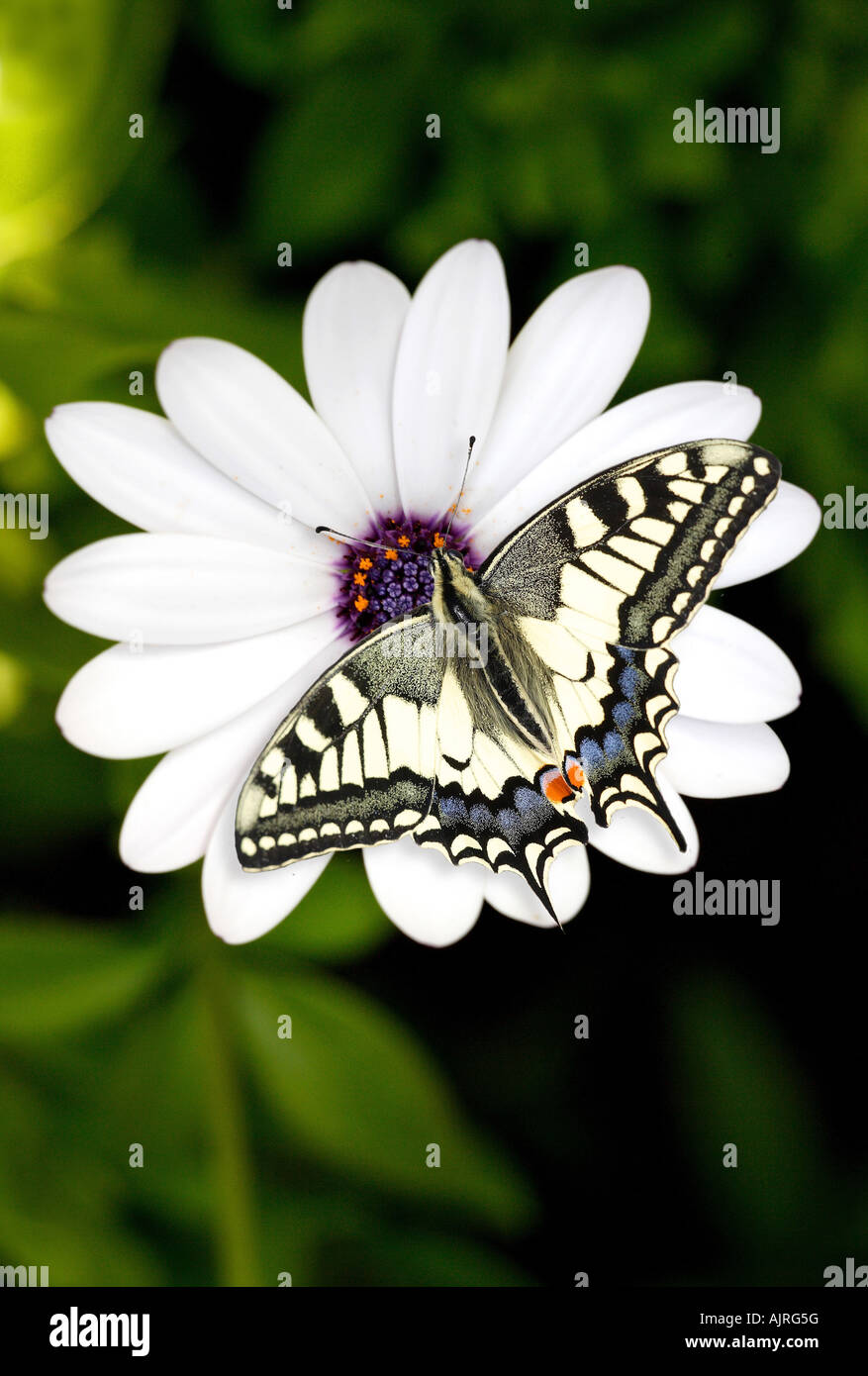 Schwalbenschwanz-Schmetterling Stockfoto