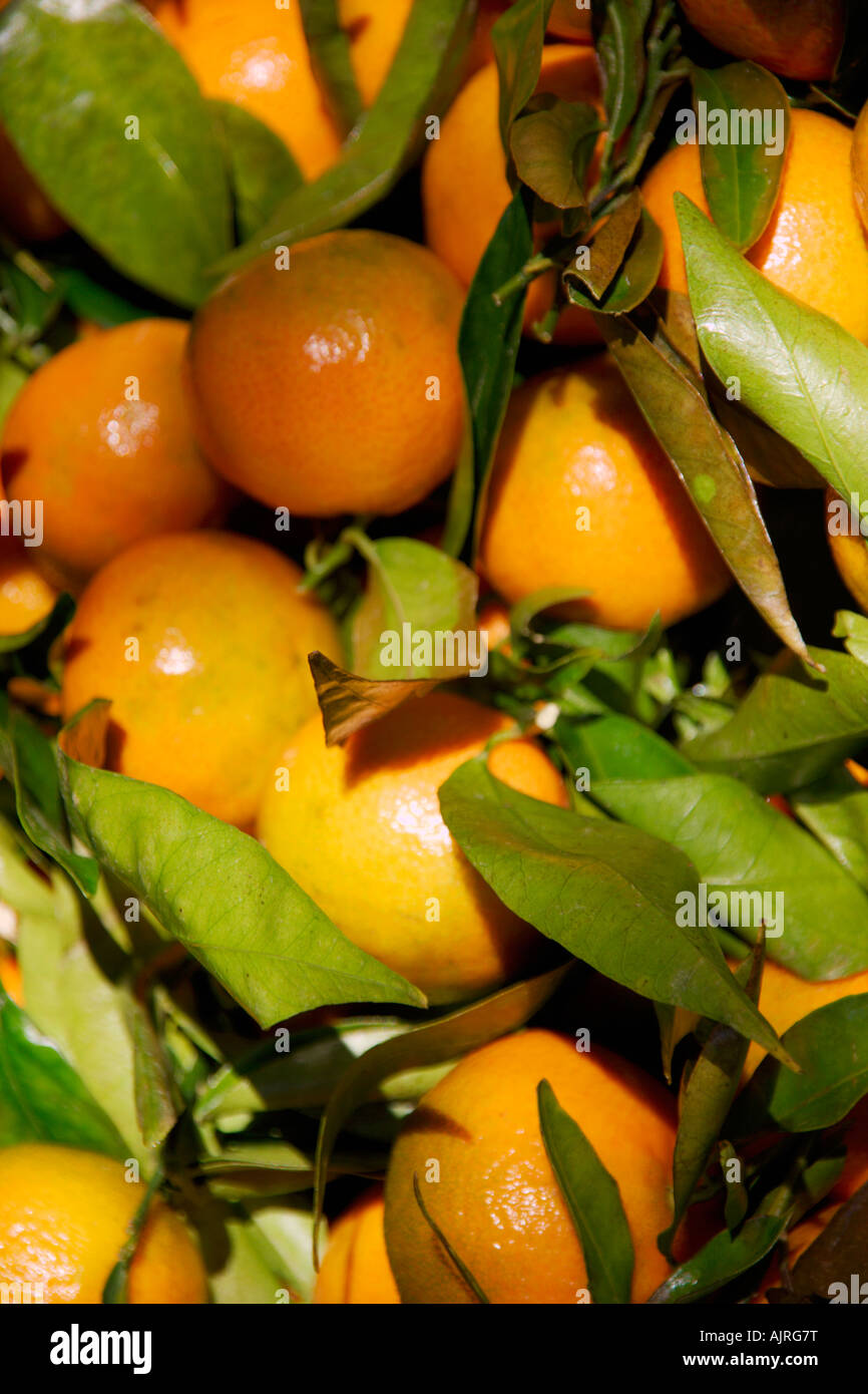 Satsuma Clementine [Zitrusfrucht] Stockfoto