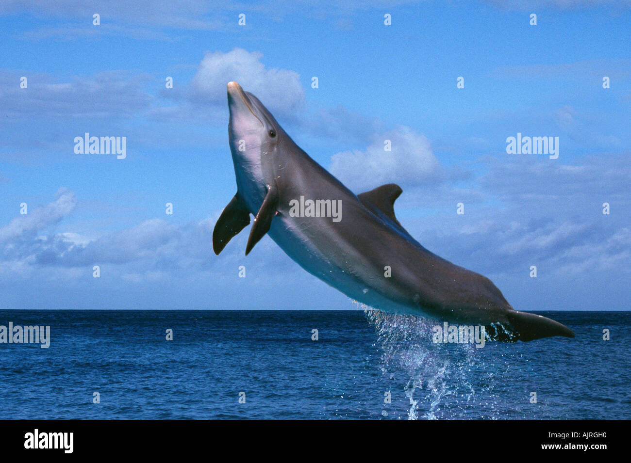 Bottlenose Dolphin Tursiops truncatus Stockfoto
