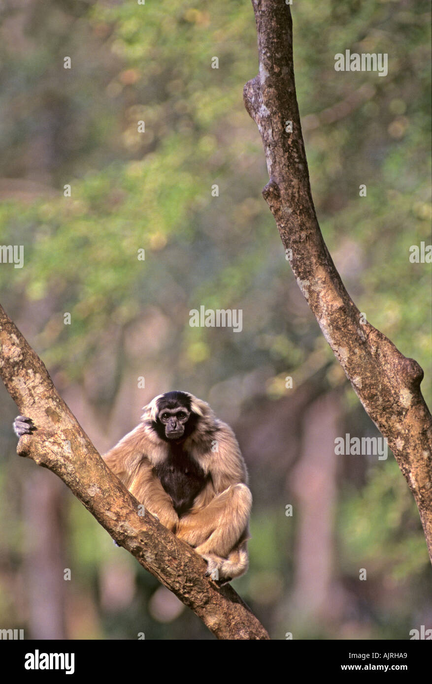 Weibchen Pileated Gibbon (Hylobates pileatus) Thailand, gefangen Stockfoto