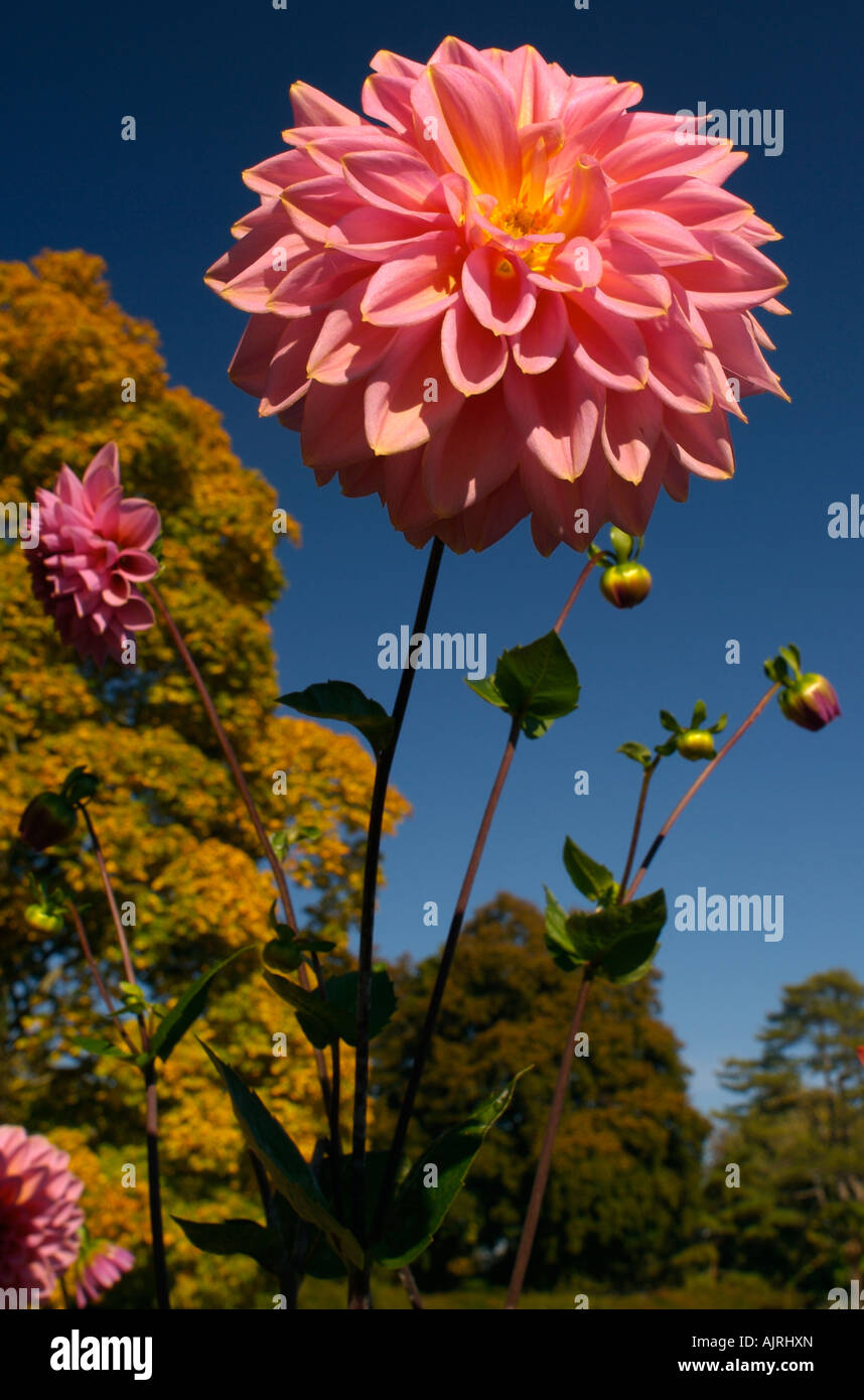 Dekorative Dahlie Blume Dahlie Trial Garden Point Defiance Park, Tacoma, Washington, Vereinigte Staaten von Amerika Stockfoto