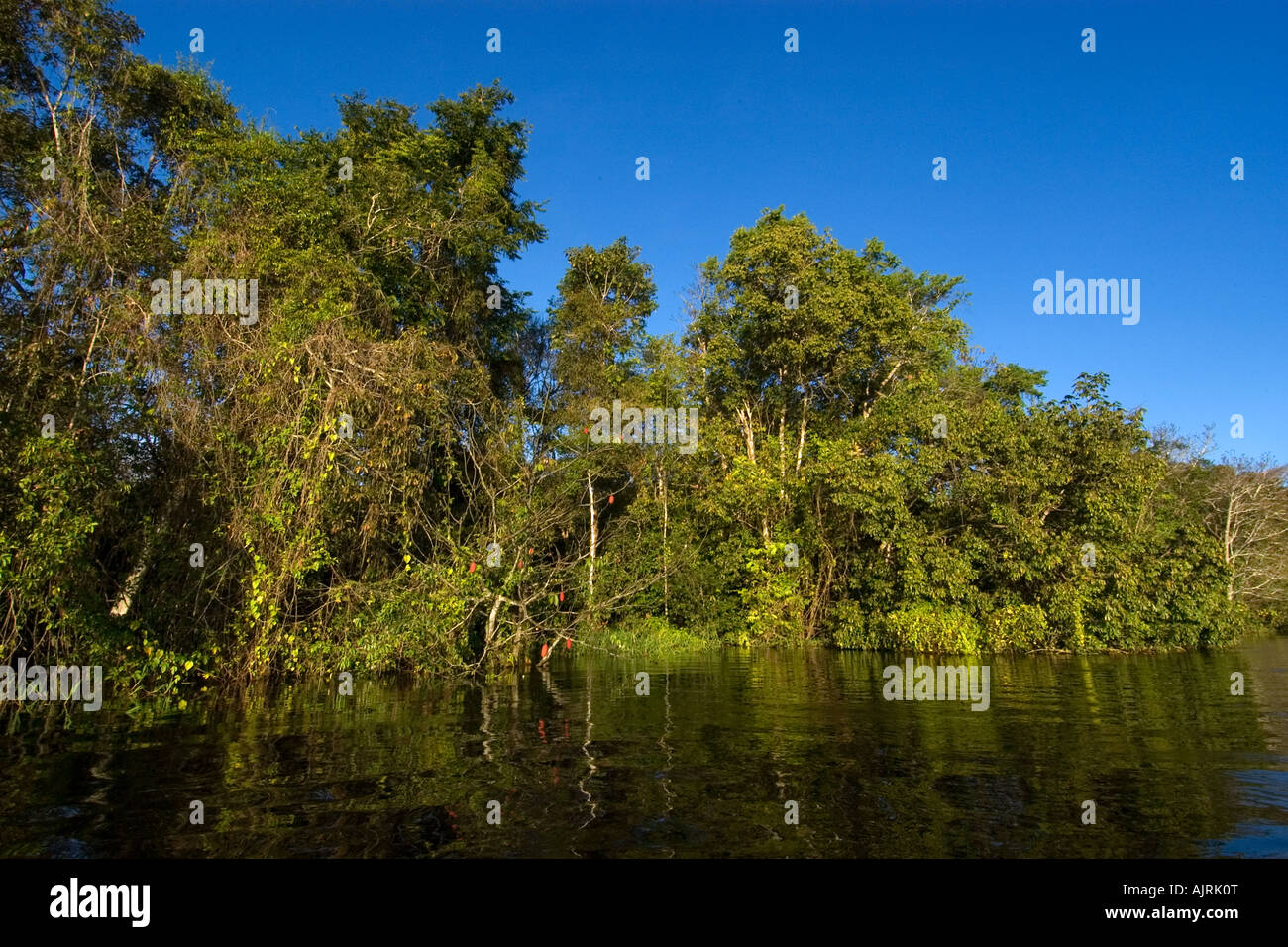 Überfluteter tropischer Regenwald Mamirauá nachhaltige Entwicklung reservieren Amazonas Brasilien Stockfoto