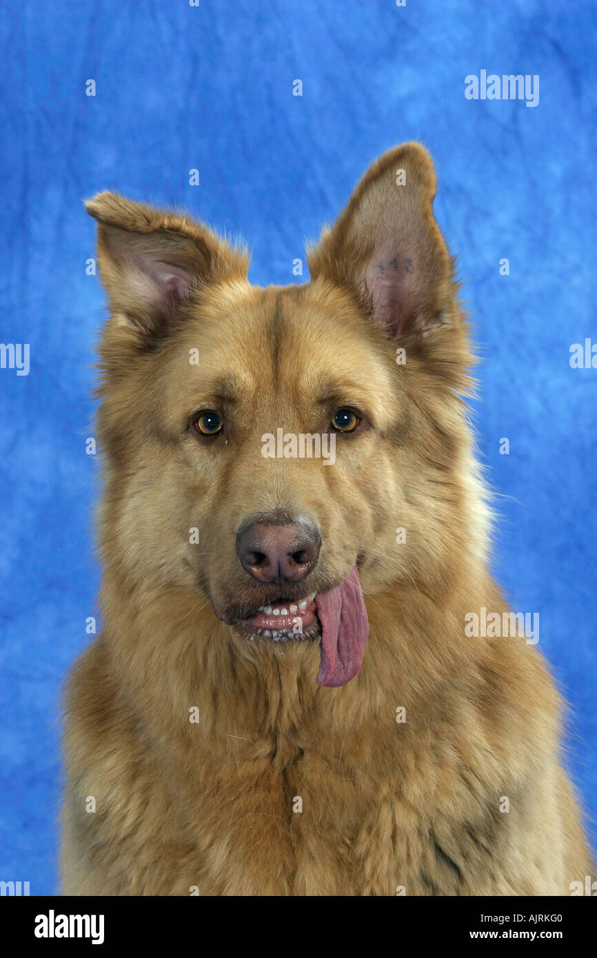 Hund Von Vorne