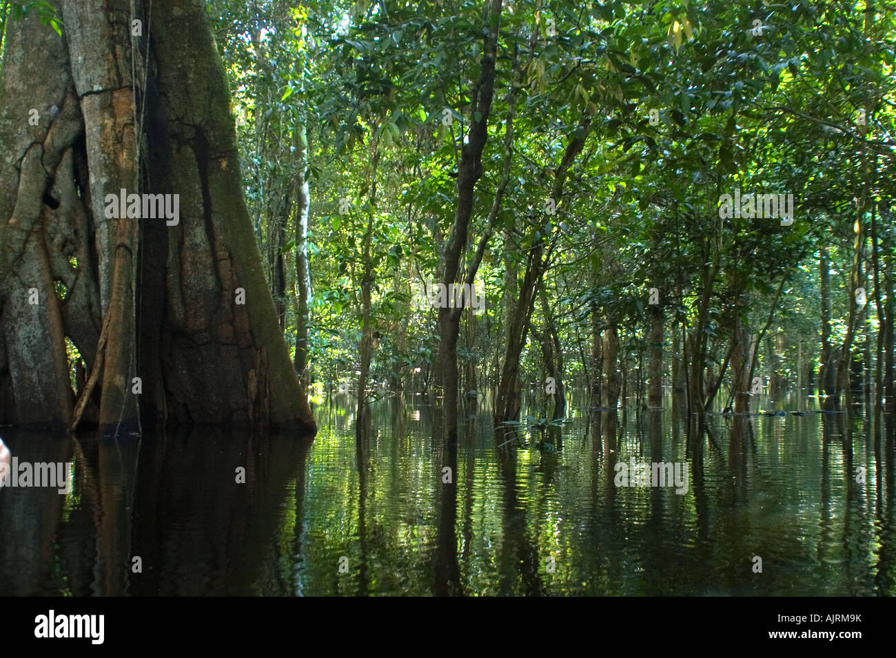 Überfluteter tropischer Regenwald Mamirauá nachhaltige Entwicklung reservieren Amazonas Brasilien Stockfoto