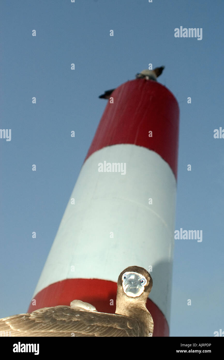 Braune Sprengfallen Sula Leucogaster und Leuchtturm St. Peter und St. Paul s rockt Atlantik Brasilien Stockfoto