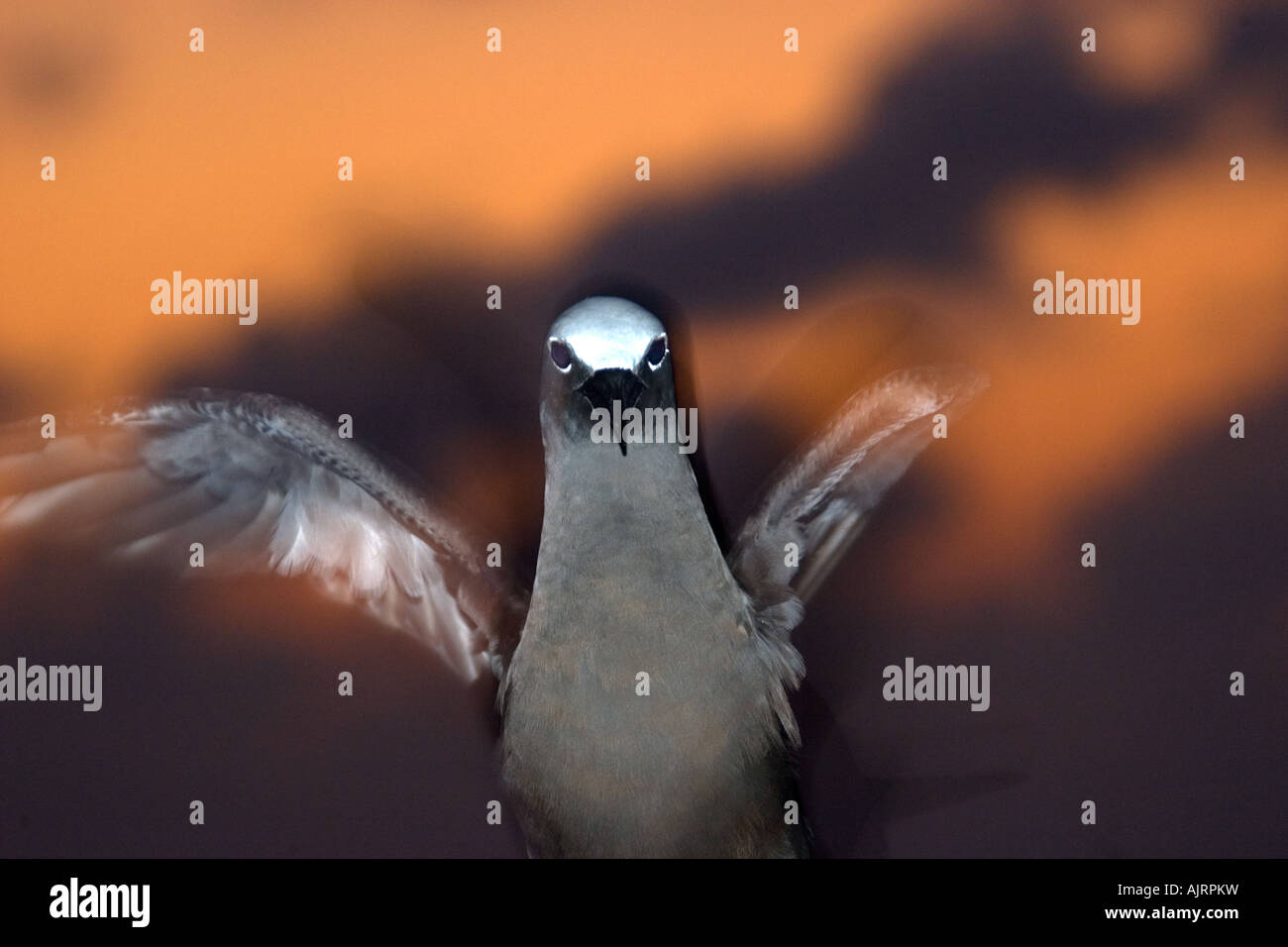 Braune Noddy Anous Stolidus in der Abenddämmerung St. Peter und St. Paul s rockt Atlantik Brasilien Stockfoto