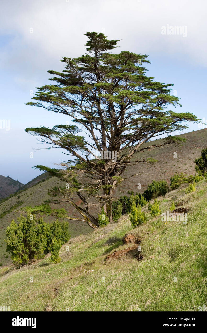 Spain, Canary Islands, El Hierro, Bay tree, The original inhabitants of the islands named the bay tree Garoe Garo. Stockfoto