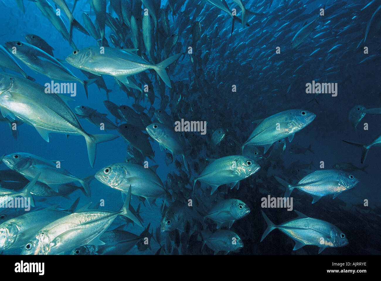 Große Makrelen Augenschule, Caranx Sexfasciatus Busuanga Philipines. Stockfoto