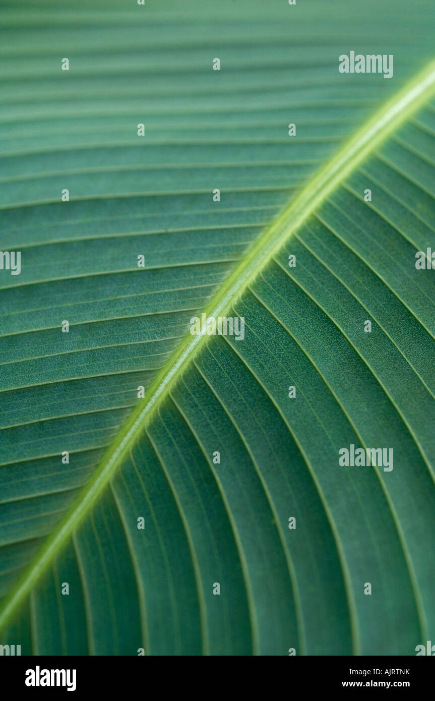 Tropischen Palmblatt hautnah Stockfoto