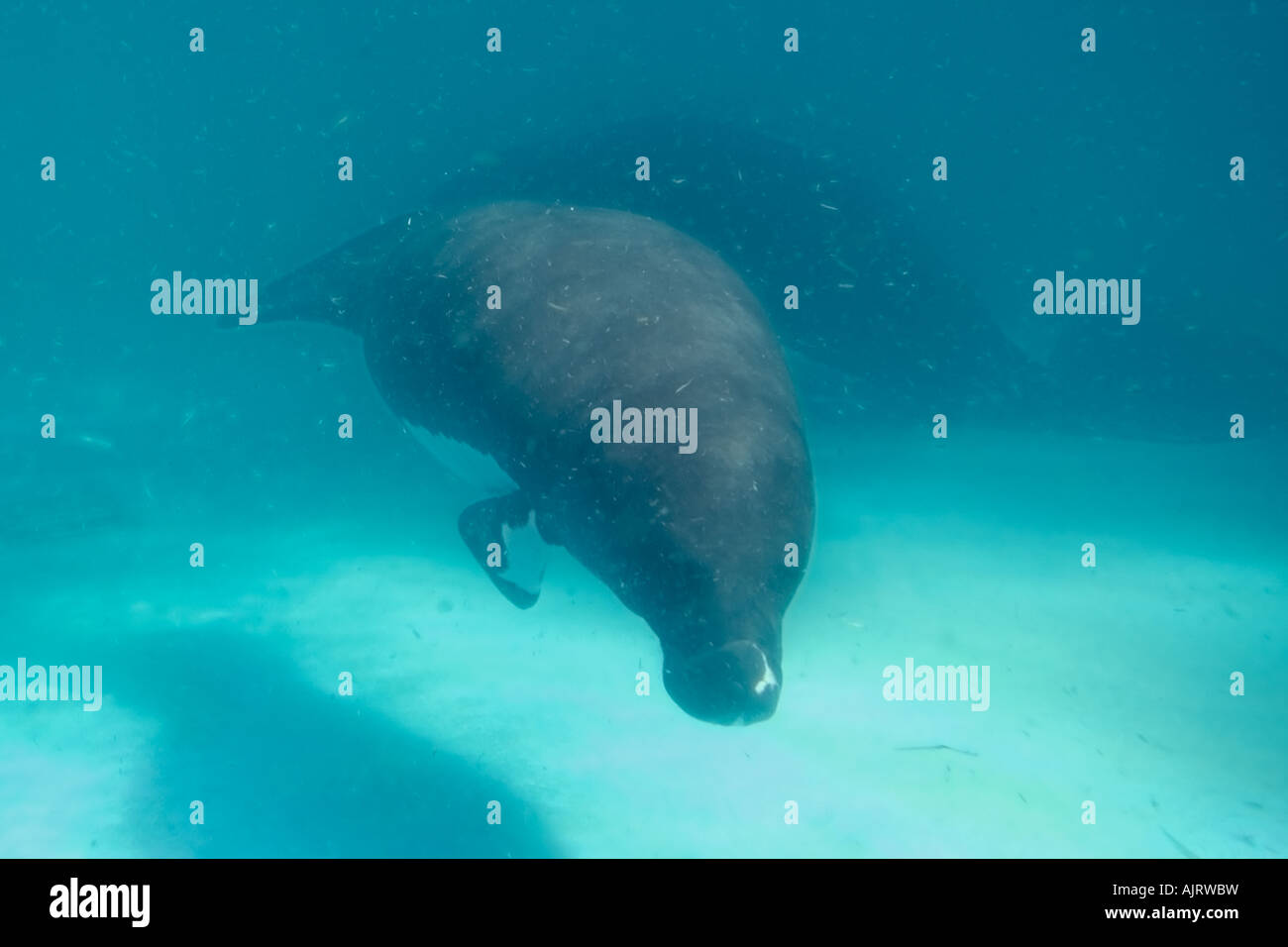 Amazonas-Manati Trichechus Inunguis gefährdet Manaus Amazonas Brasilien c Stockfoto