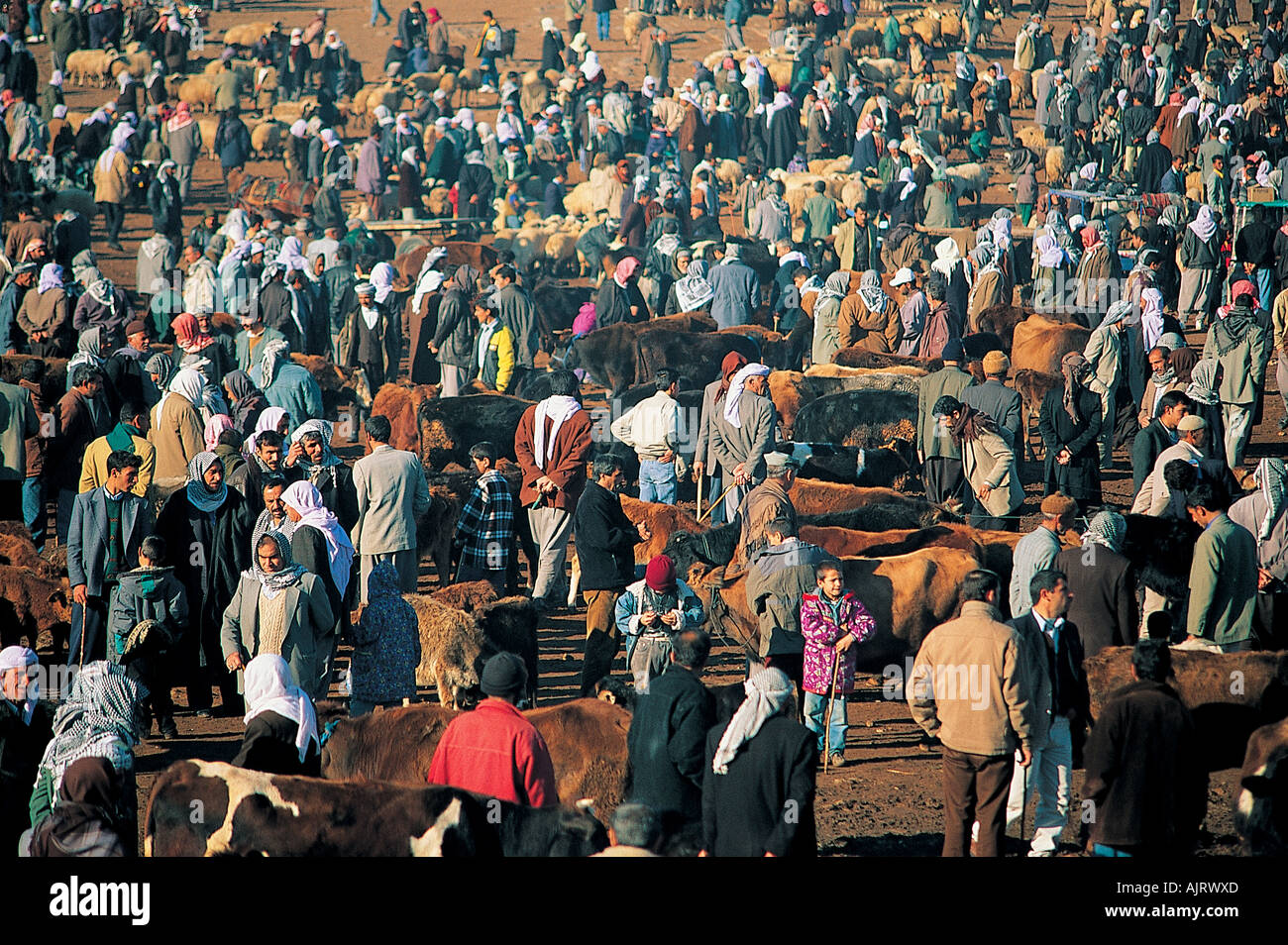 Viehmarkt in Siverek Sanliurfa Türkei beschäftigt. Stockfoto