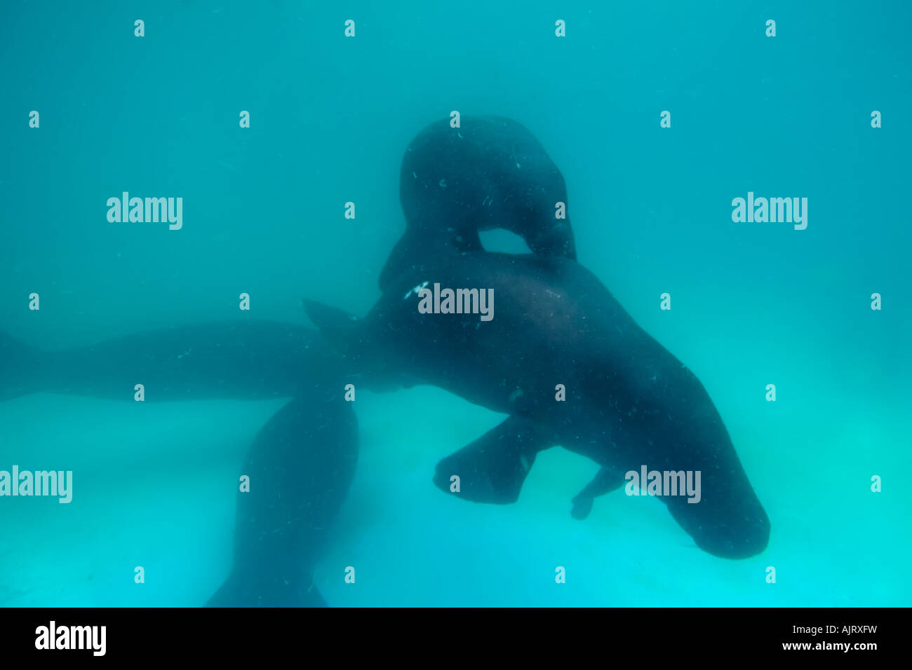 Amazonas-Manati Trichechus Inunguis Mutter und Kalb gefährdet Manaus Amazonas Brasilien c Stockfoto