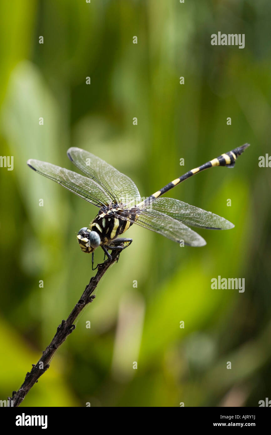 Ictinogomphus Rapax. Indische Clubtail Libelle in der indischen Landschaft Stockfoto