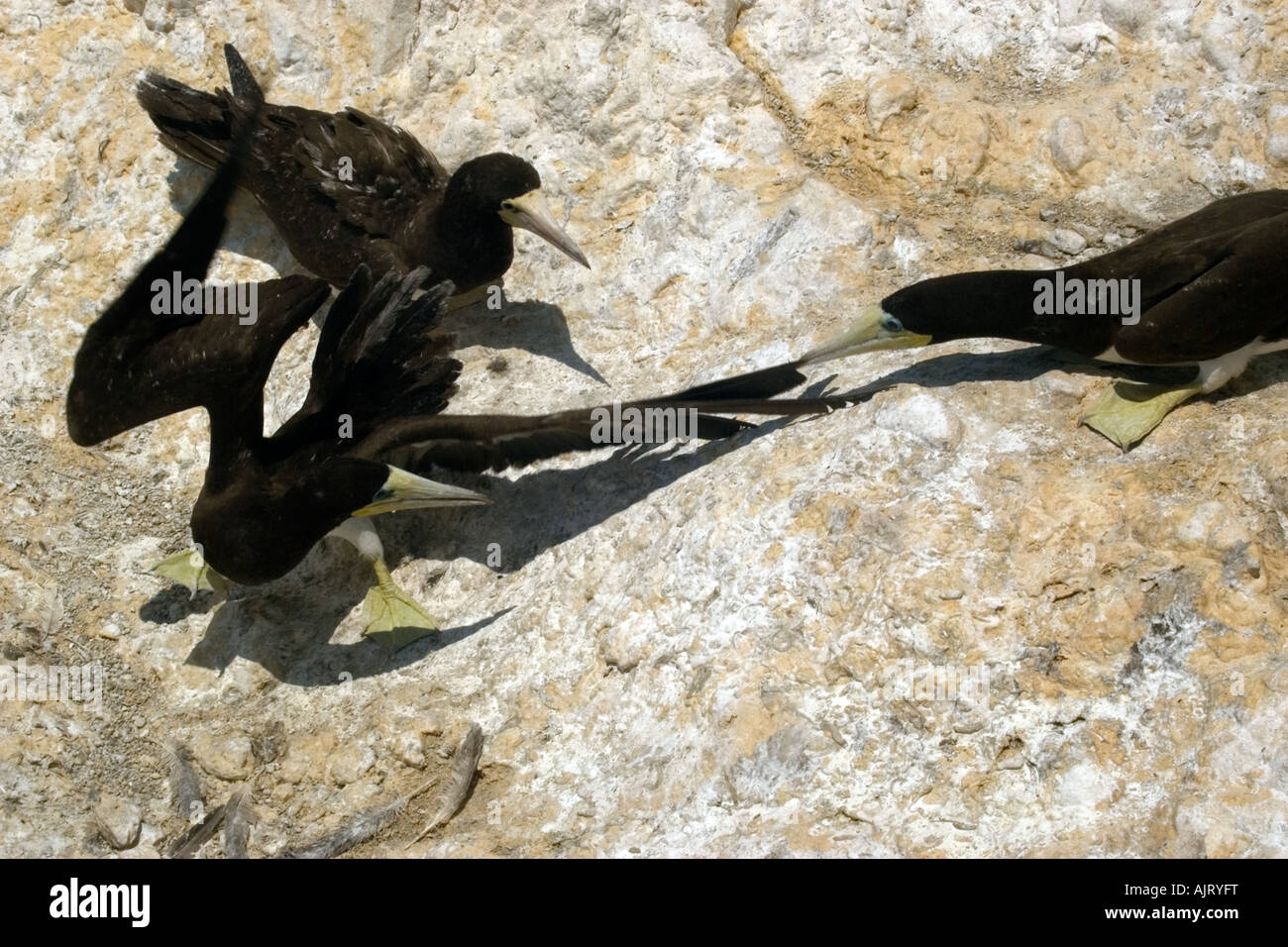 Braune Sprengfallen Sula Leucogaster picken an Eindringling s Flügel St. Peter und St. Paul s rockt Atlantik Brasilien Stockfoto