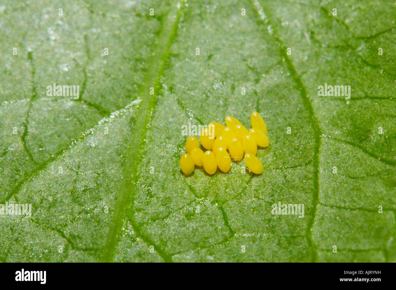 Sieben gefleckten Marienkäfer Eiern auf Blatt im Garten, Essex Stockfoto