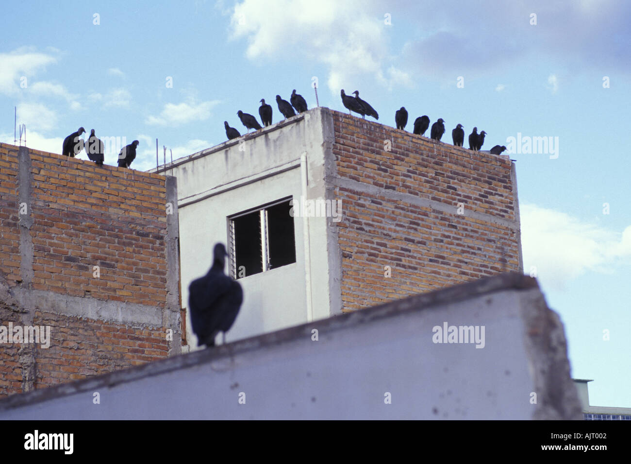 Vogelschwarm thront Stockfoto