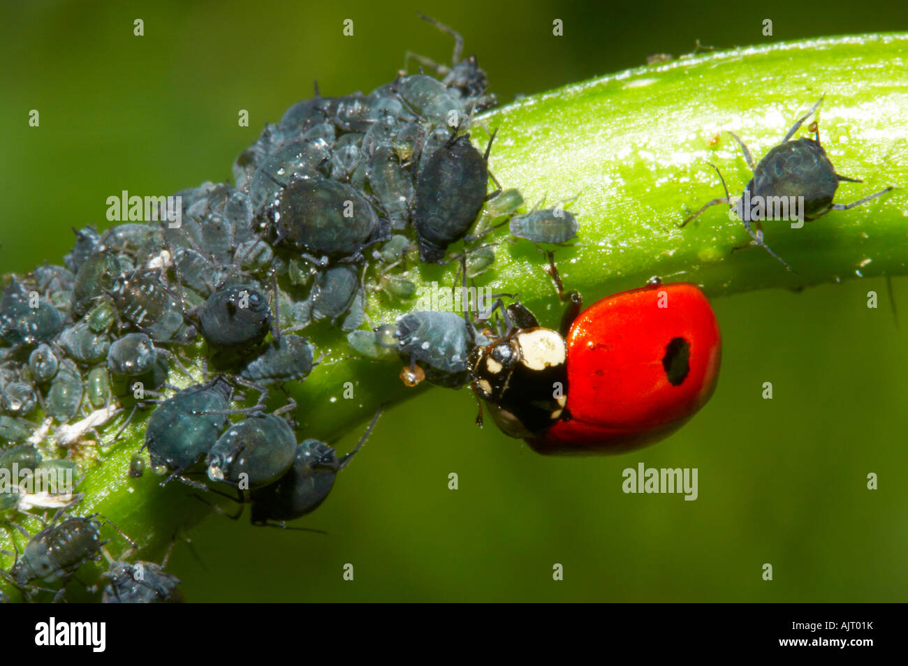 Zweipunkt-Marienkäfer ernähren sich von Blackfly im Garten, Essex Stockfoto
