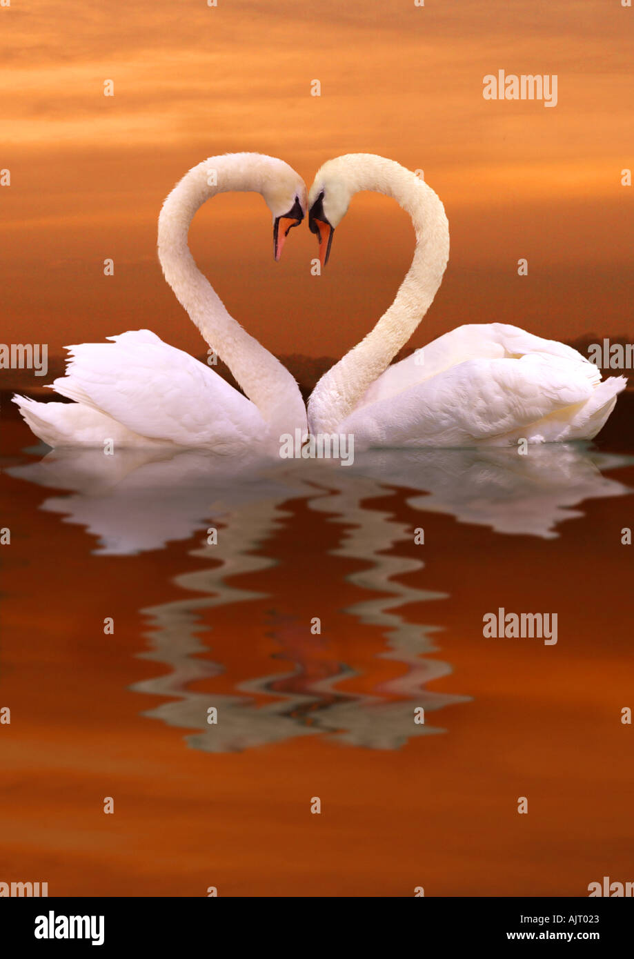 zwei Schwäne Herz Stockfoto, Bild 2752546 Alamy