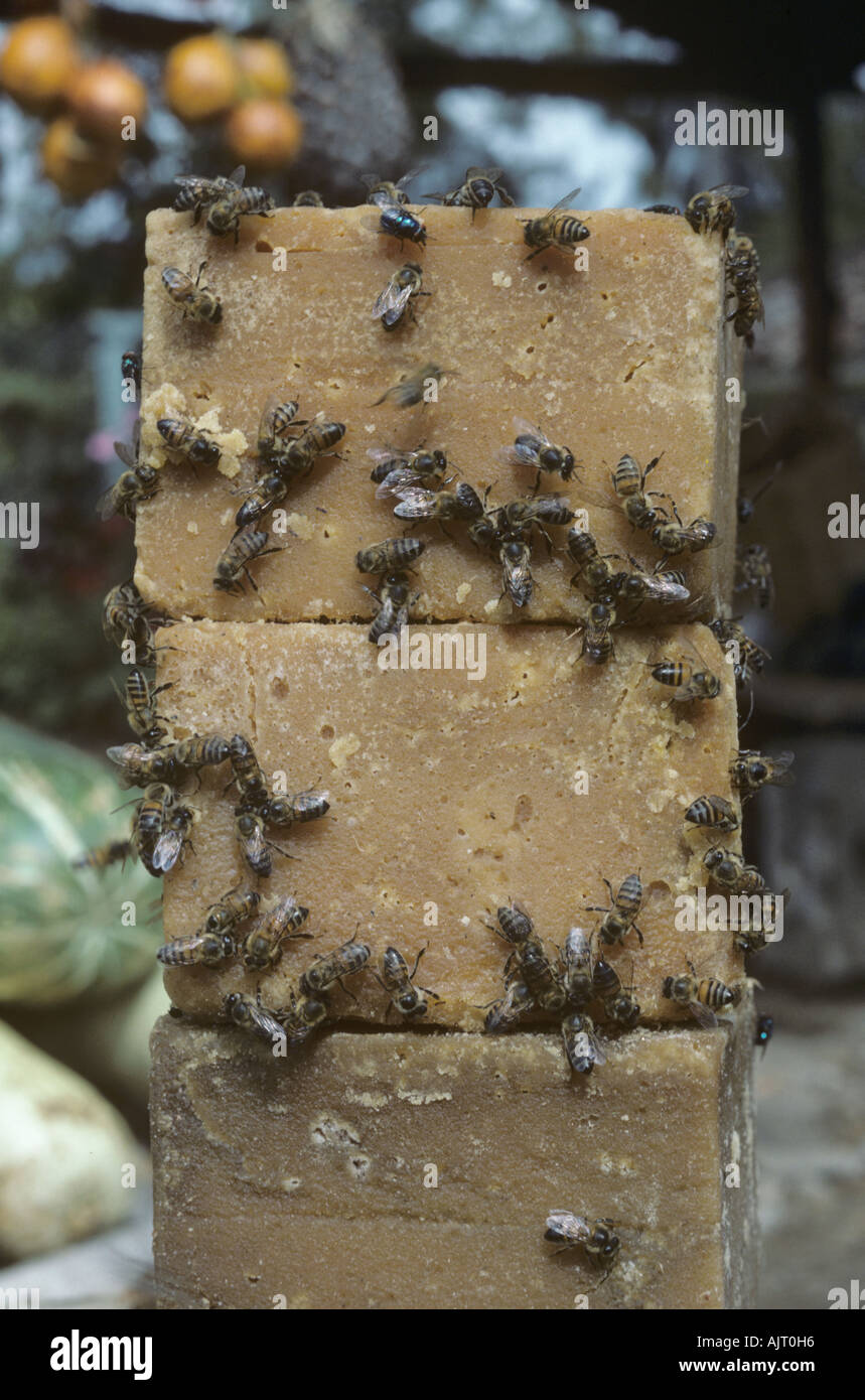 Blöcke von Zuckerrohrmelasse auf Obststand mit Bienen bedeckt Kolumbien Stockfoto