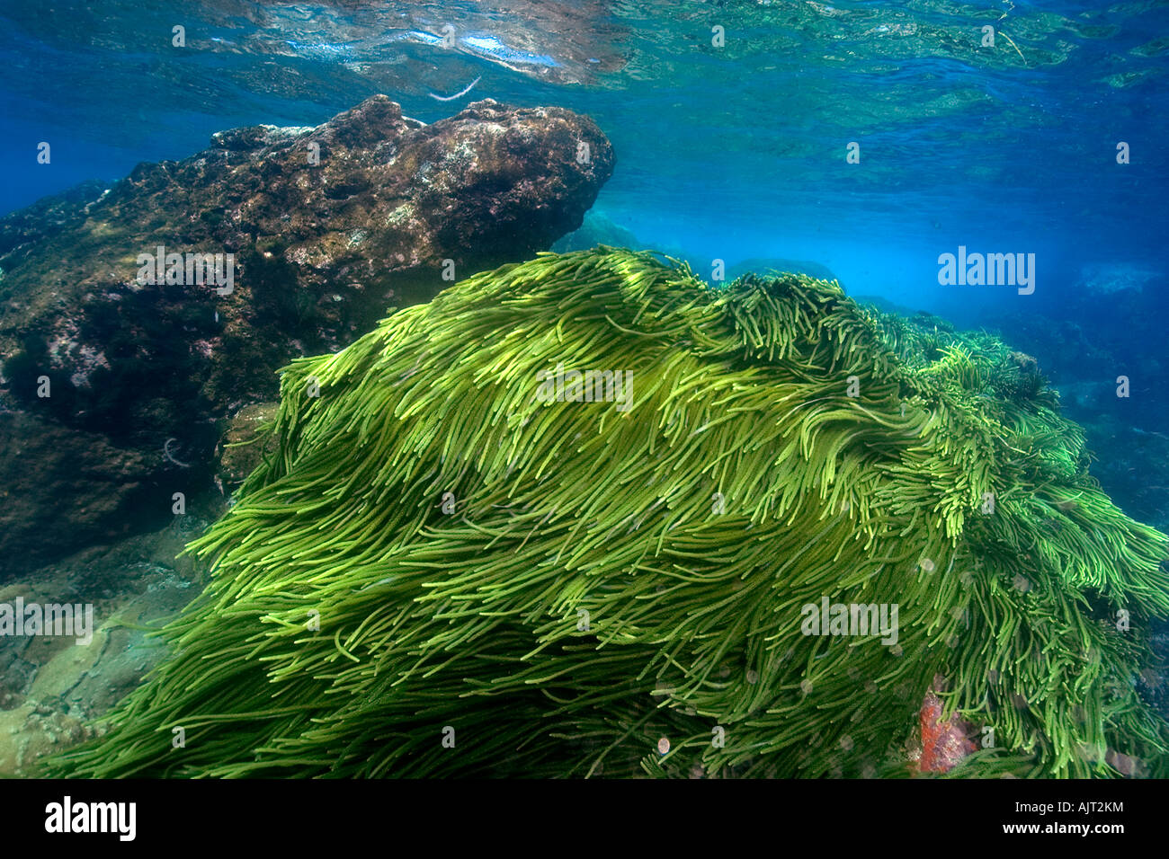 Grünalge Caulerpa Racemosa St. Peter und St. Paul s rockt Atlantik Brasilien Stockfoto