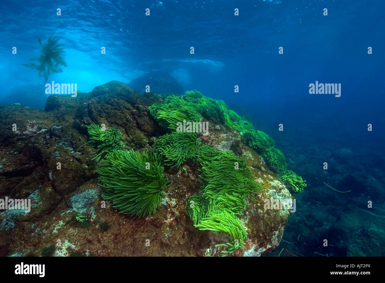 Grünalge Caulerpa Racemosa St. Peter und St. Paul s rockt Atlantik Brasilien Stockfoto