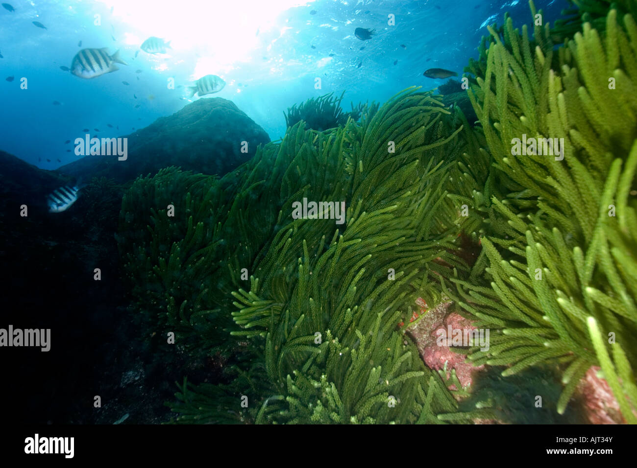 Grünalge Caulerpa Racemosa St. Peter und St. Paul s rockt Atlantik Brasilien Stockfoto