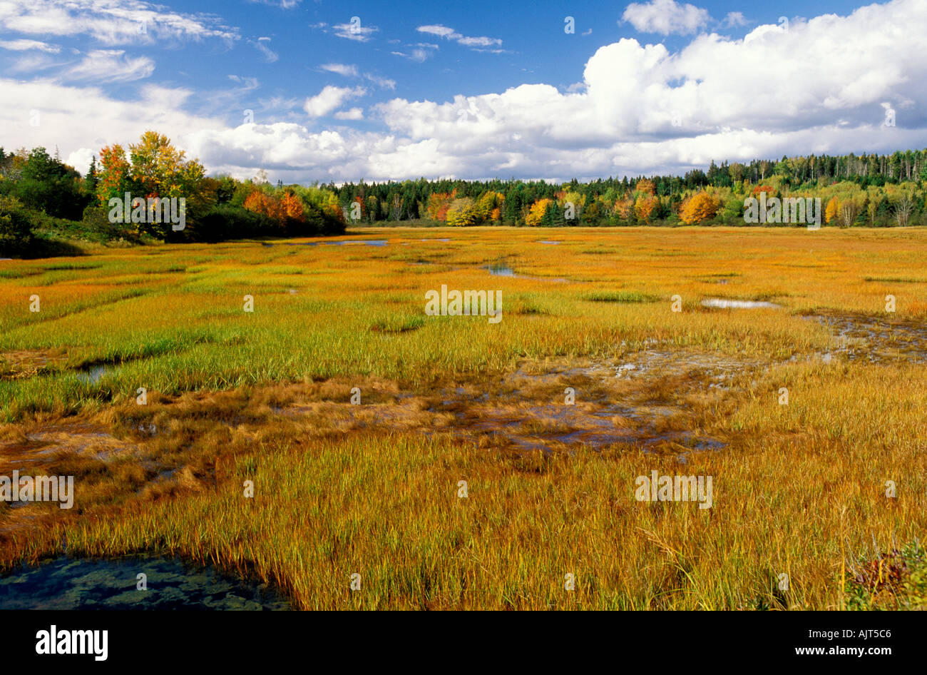 Kanada Nova Scotia Mahone Bay Indian Point Salzwasser Marsh im vollen Herbstfarbe Stockfoto