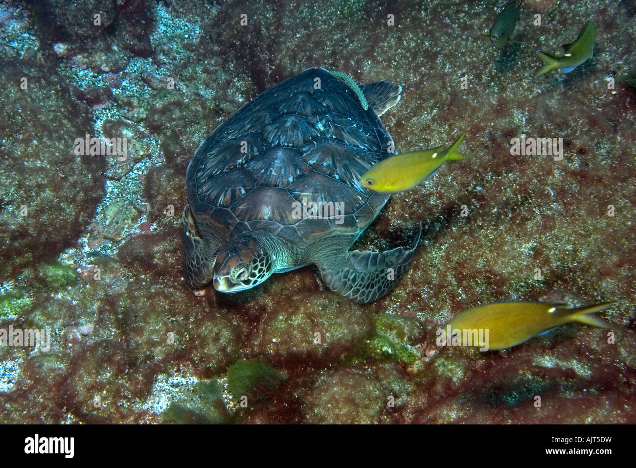 Grüne Meeresschildkröte Chelonia Mydas St. Peter und St. Paul s rockt Atlantik Brasilien Stockfoto