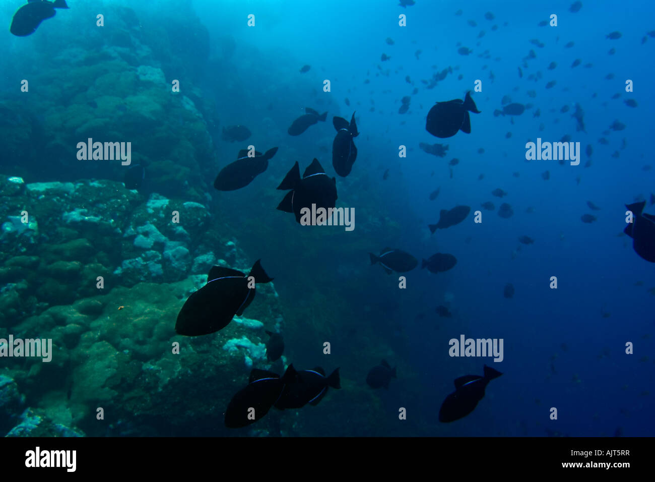 Black Durgon Melichthys Niger Schule St. Peter und St. Paul s rockt Atlantik Brasilien Stockfoto