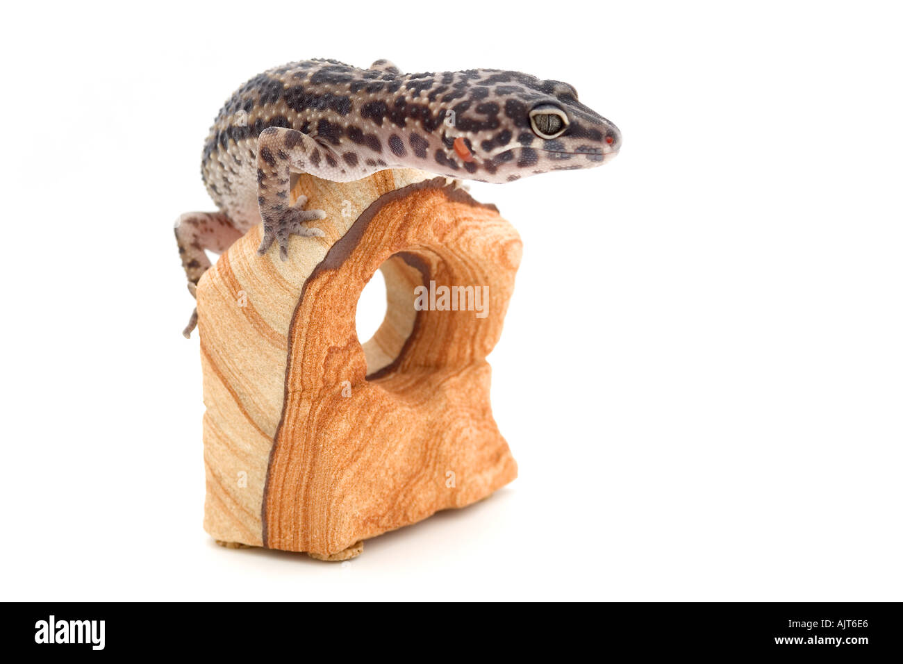 Reptil auf Holz Stockfoto