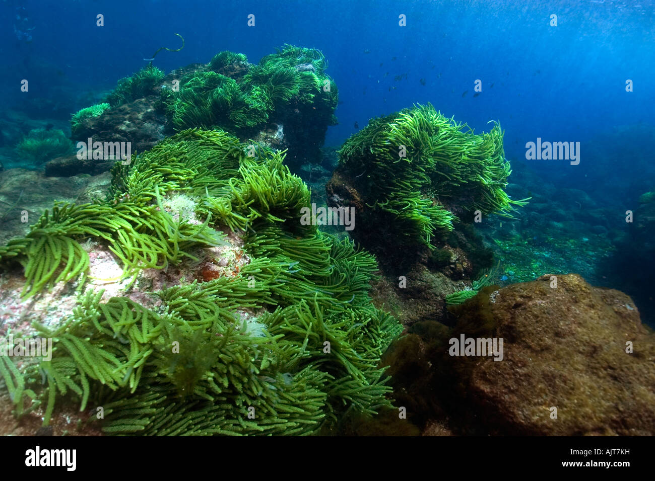 Grünalge Caulerpa Racemosa St. Peter und St. Paul s rockt Atlantik Brasilien Stockfoto