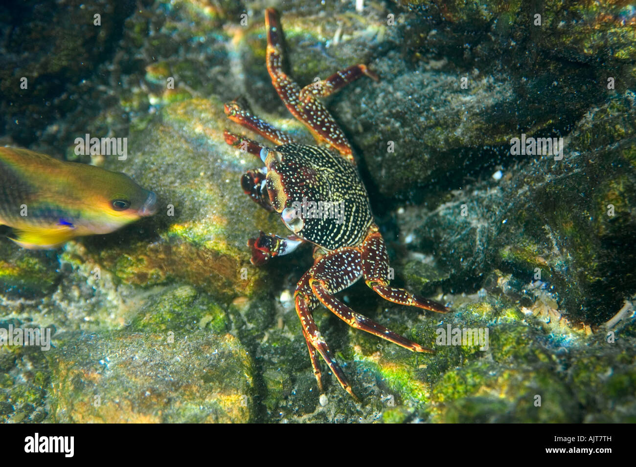 Roter Rock Crab Grapsus Grapsus St. Peter und St. Paul s rockt Atlantik Brasilien Stockfoto