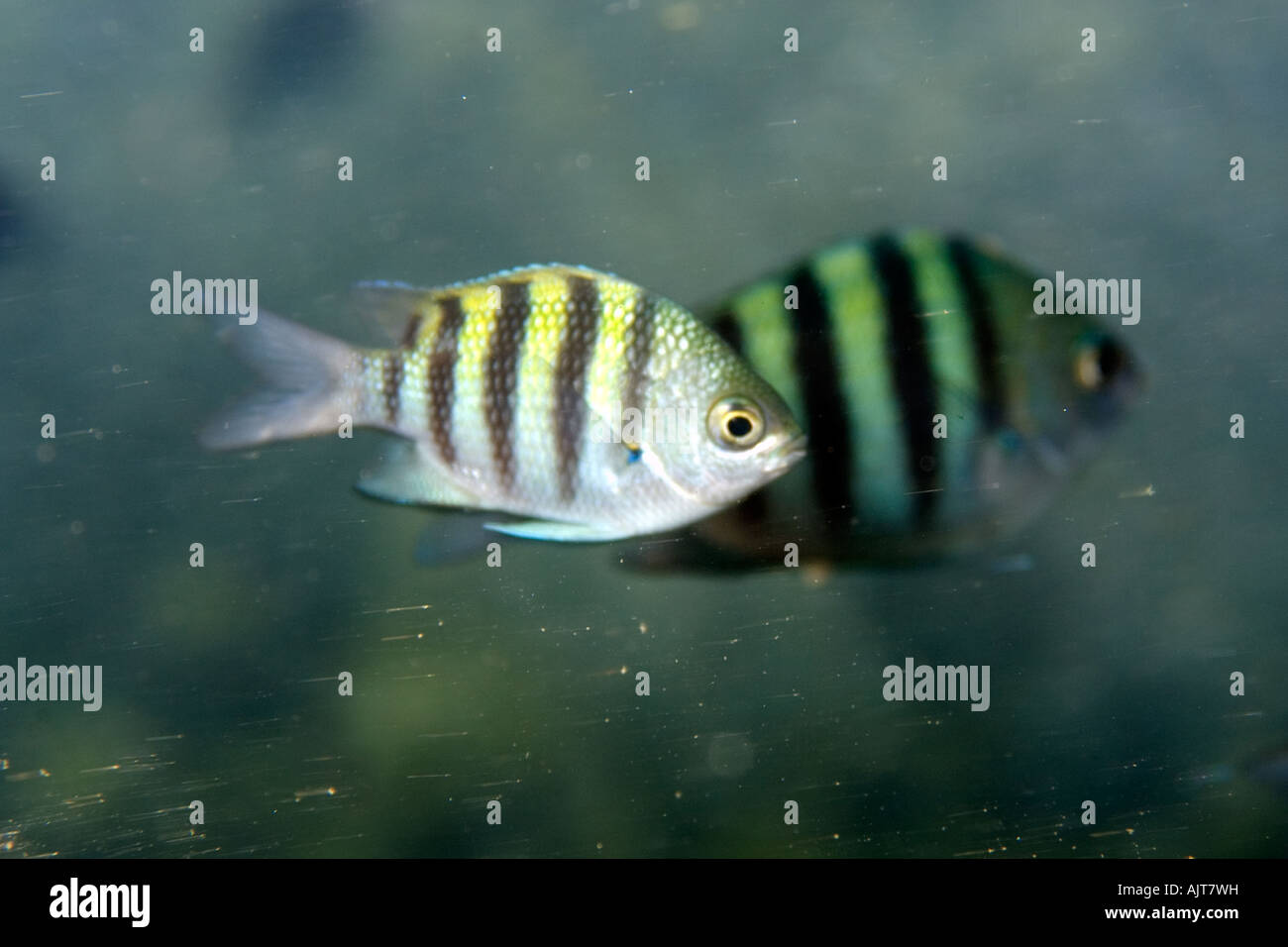 Sergeant Majors Abudefduf Inselbogens St. Peter und St. Paul s rockt Atlantik Brasilien Stockfoto