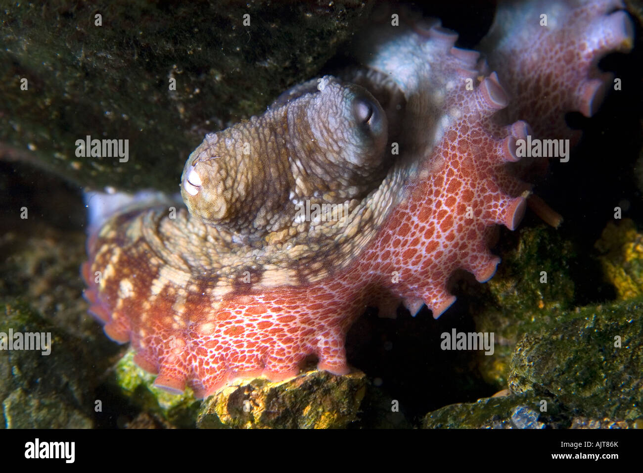 Krake Tintenfisch Insularis St. Peter und St. Paul s rockt Atlantik Brasilien Stockfoto